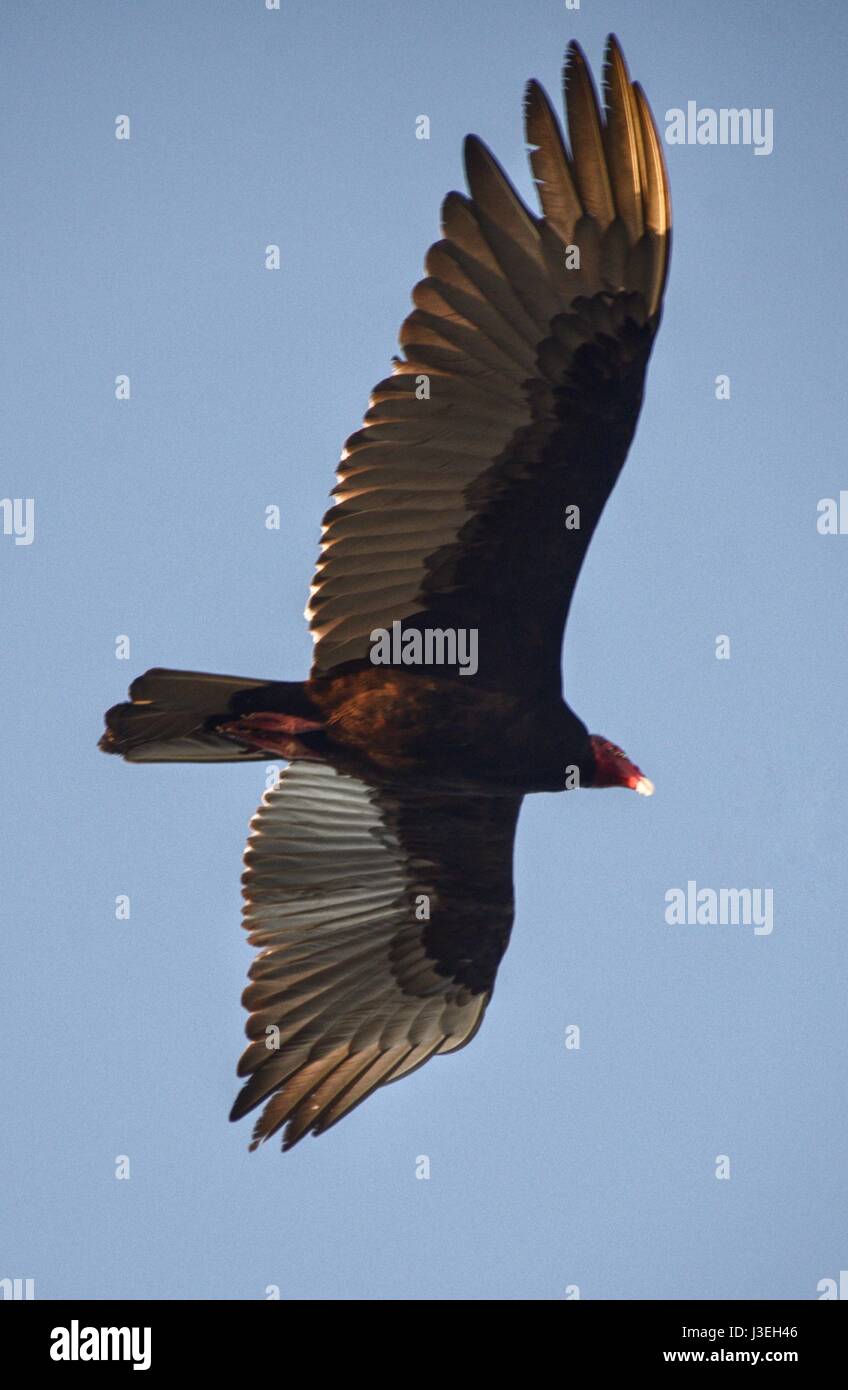 Urubu, Cathartes aura, vu à Cuba. Aussi connu sous le nom de Turquie Buzzard en Amérique. Banque D'Images