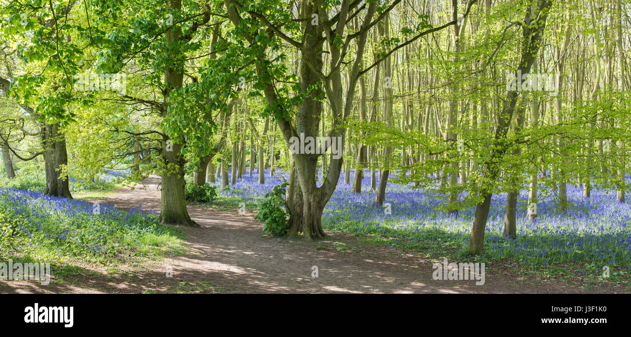 English Bluebells dans un ancien hêtre et chêne. L'Oxfordshire, Angleterre. Vue panoramique Banque D'Images