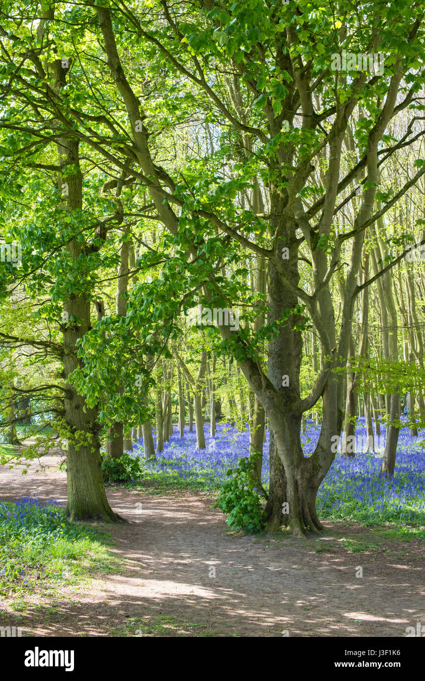 English Bluebells dans un ancien hêtre et chêne. Oxfordshire, Angleterre Banque D'Images