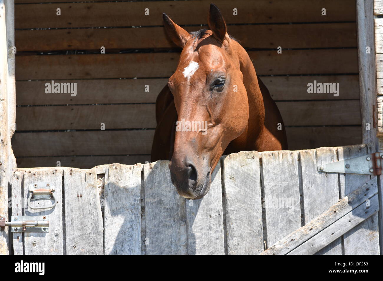 Cheval dans une ferme Banque D'Images