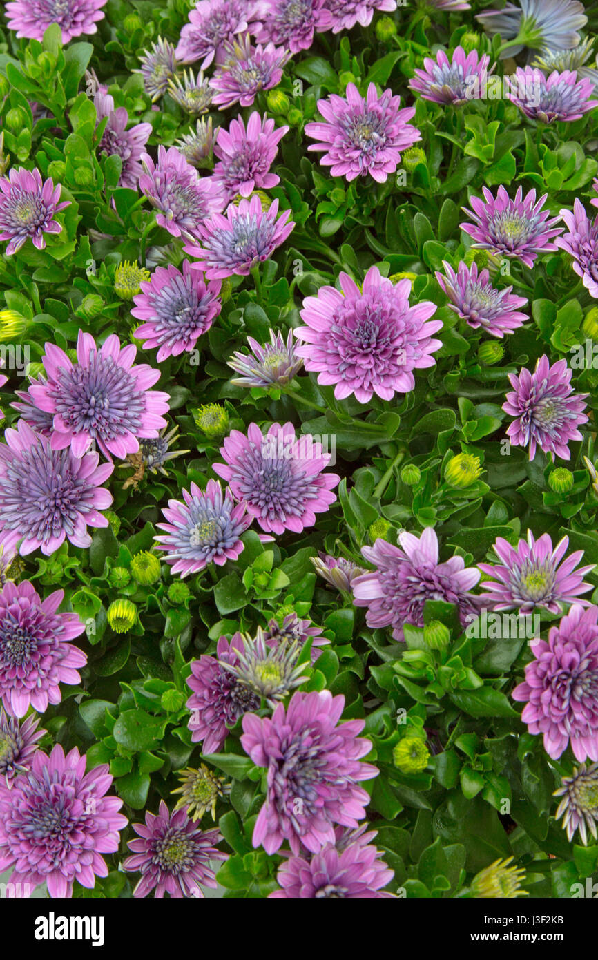 Ostéospermum, daisy africains, l'Afrique du Sud, Cape Daisy Daisy et blue-eyed daisy. Banque D'Images Ostéospermum, daisy africains, l'Afrique du Sud, Cape Daisy Daisy et blue-eyed daisy. Banque D'Images