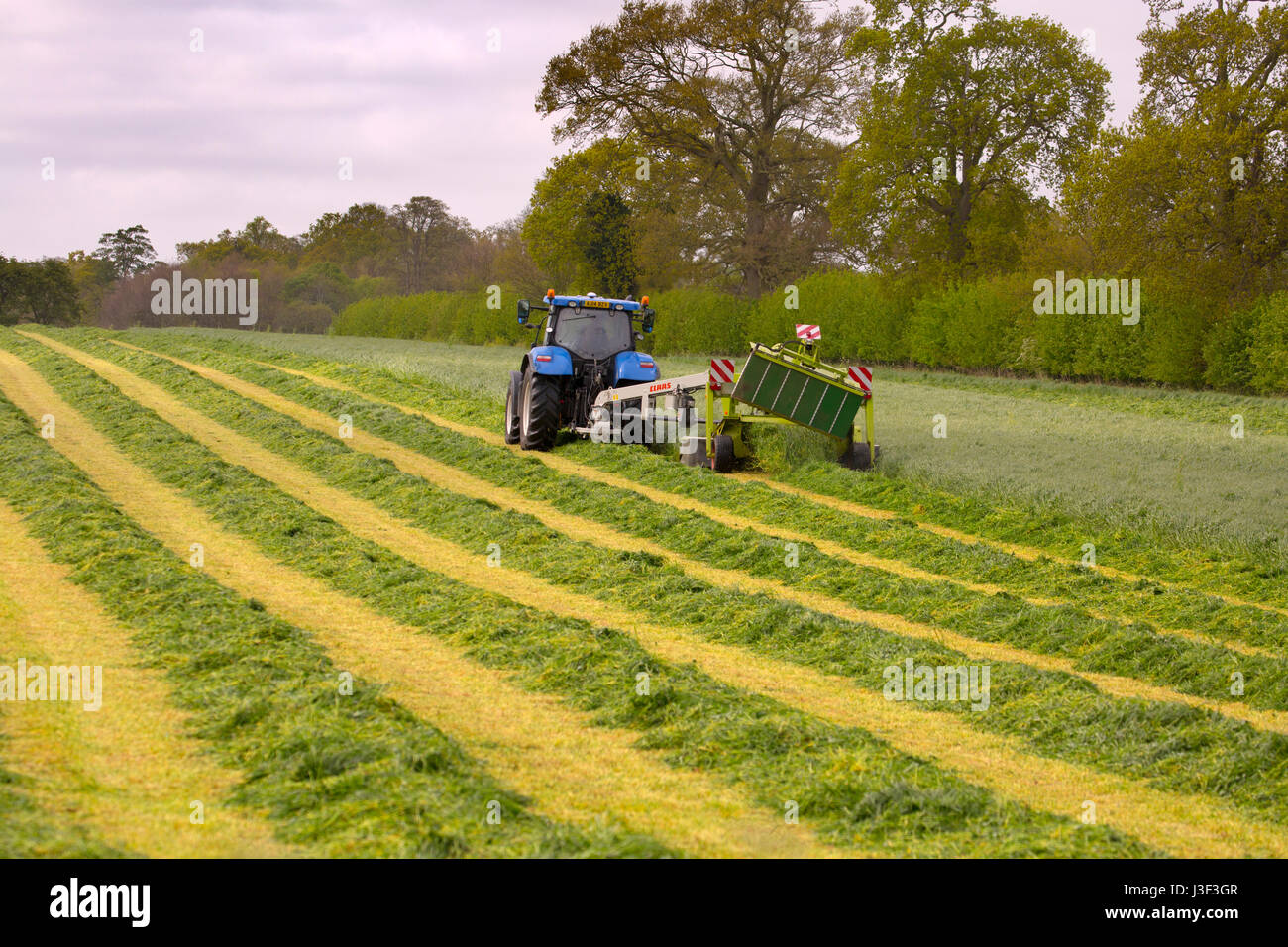 Couper l'herbe pour l'ensilage avec massicot tiré par le tracteur.Norfolk Banque D'Images