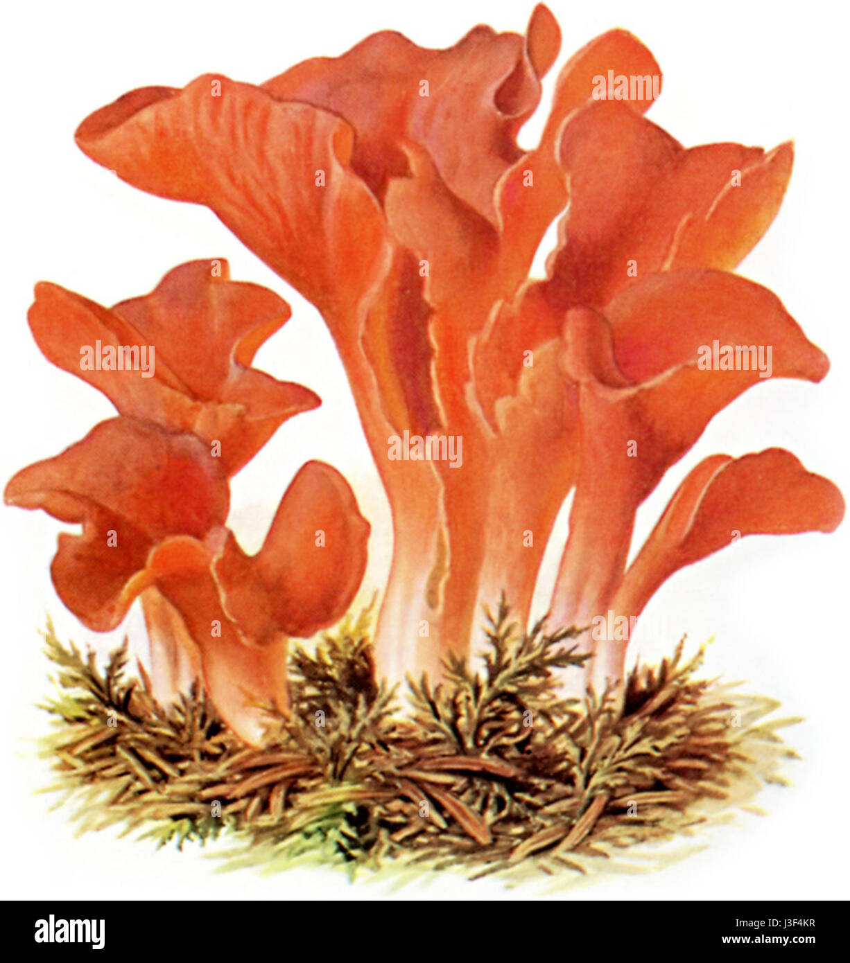 Le Gallerttrichter est un type de formation géologique en forme d'entonnoir. Ces structures se trouvent souvent dans des zones fortement érodées, où les formations rocheuses molles ont été usées au fil du temps, créant une forme distinctive. L'image montre la structure en entonnoir dans son cadre naturel, avec des motifs d'érosion visibles autour de la base. Banque D'Images