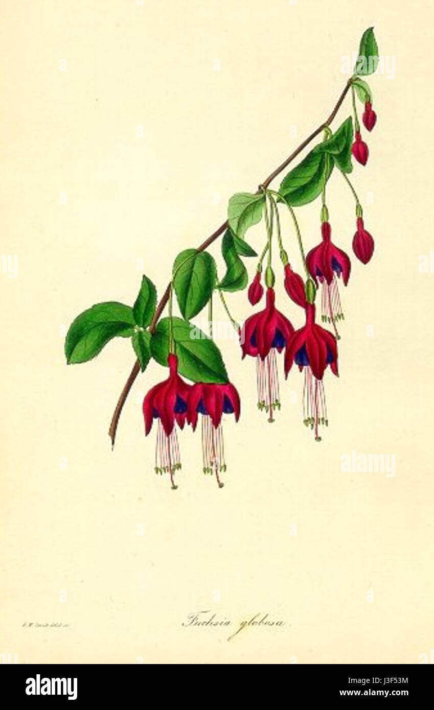 Fuchsia globosa, également connu sous le nom de Paxton, est une espèce de plante à fleurs de la famille des Onagraceae, reconnue pour ses fleurs globulaires uniques et son utilisation ornementale. Banque D'Images