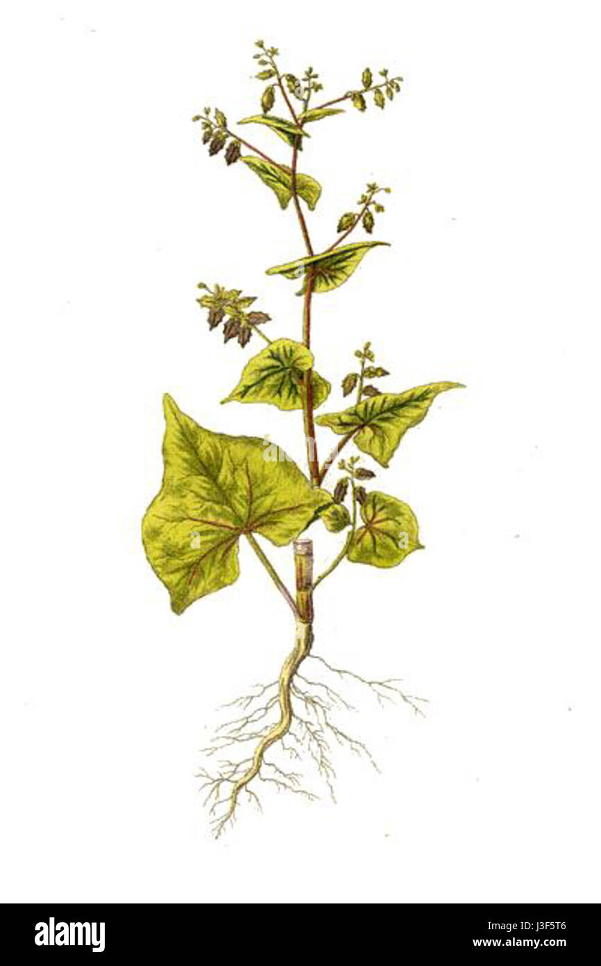 Fagopyrum tataricum Kops Banque D'Images