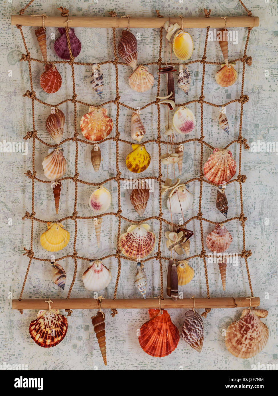 Variété de coquillage accroché au mur Photo Stock - Alamy