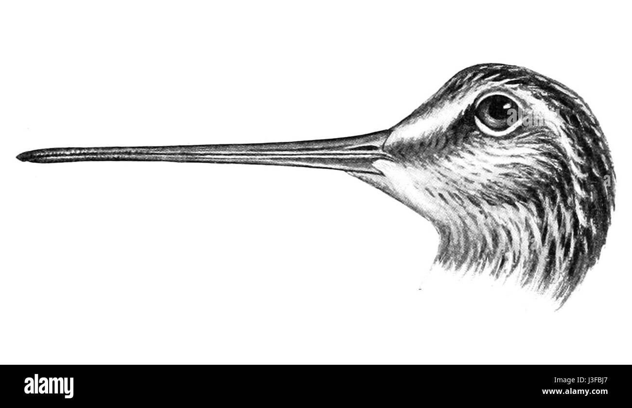 Cette image montre la tête de *Gallinago solitaria*, une espèce d'oiseau de la famille des *Scolopacidae*, également connue sous le nom de pier de sable solitaire. L'oiseau est originaire d'Amérique du Nord et migre entre les aires de reproduction et d'hivernage. Banque D'Images