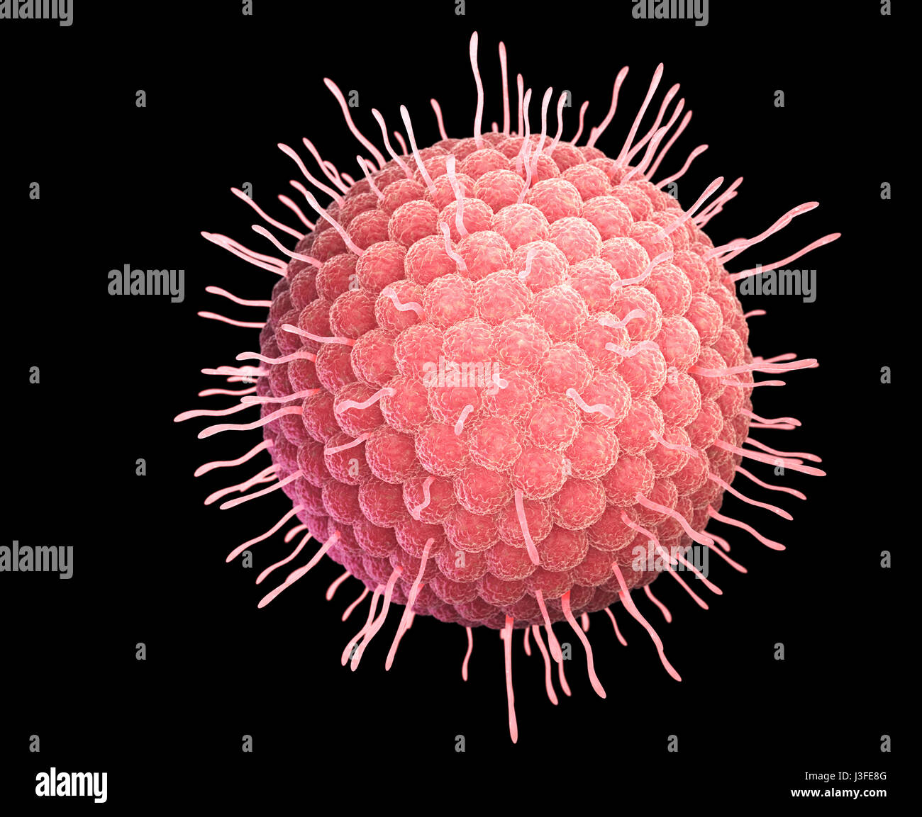 Virus varicelle-zona ou le virus varicelle-zona (VZV) est l'un des huit herpèsvirus connus pour infecter les humains et les vertébrés. 3D illustration Banque D'Images