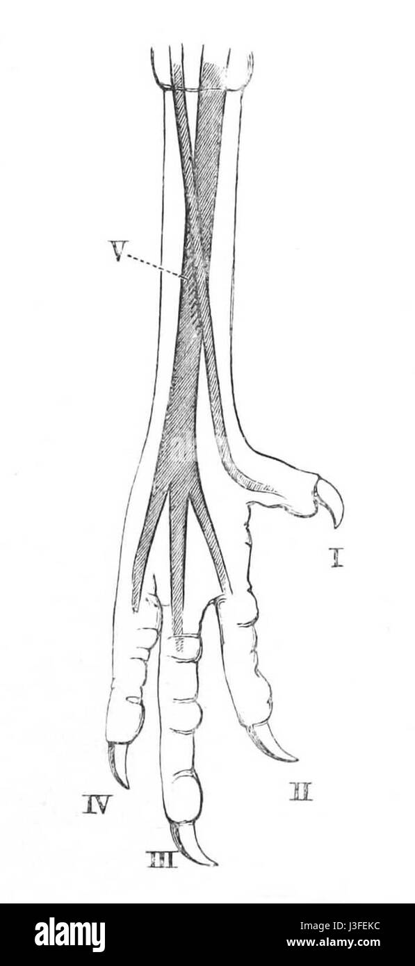Gallus gallus pied 1881 Banque D'Images