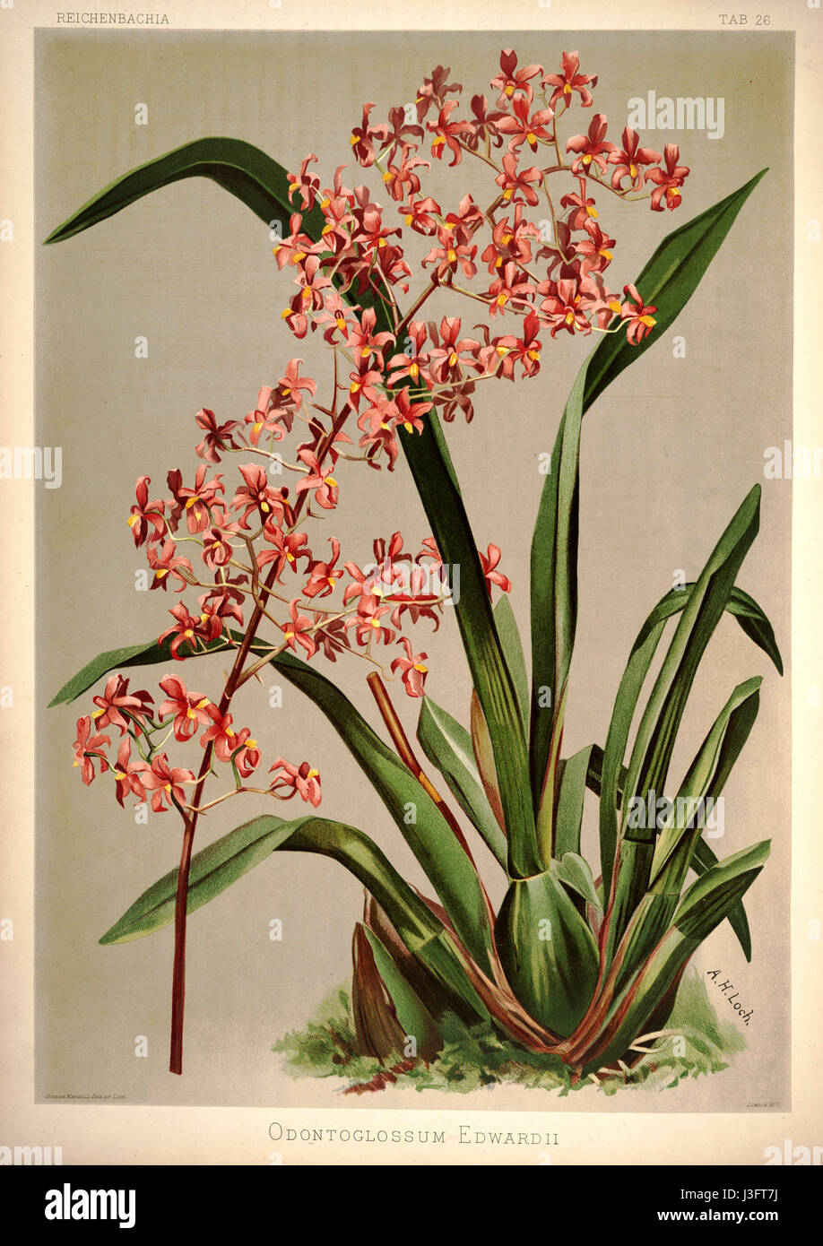 Planche 26 de 'Reichenbachia I' de Frederick Sander (1888), représentant l'orchidée Odontoglossum edwardii, une illustration botanique détaillée de cette espèce. Banque D'Images