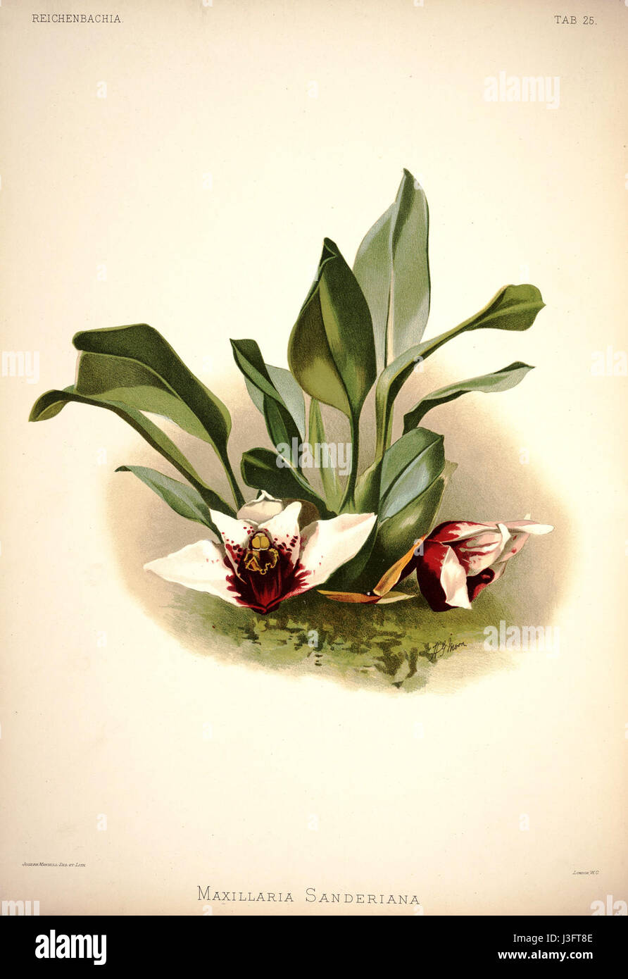 Cette illustration botanique de Frederick Sander de 1888 représente l'espèce d'orchidée *Maxillaria sanderiana*. La plaque détaillée met en valeur les caractéristiques uniques de la plante et sa place dans l'étude de la botanique. Banque D'Images