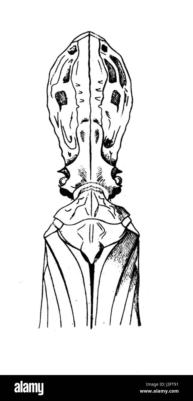 Fulgora laternaria2 Banque D'Images