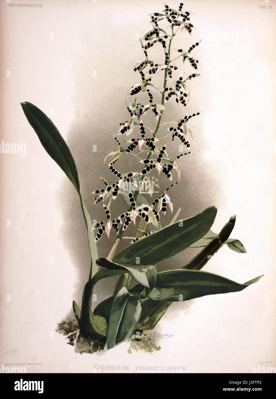 Cette illustration botanique de la série *Reichenbachia II* de Frederick Sander (1890) présente l'Epidendrum prismatocarpum, une espèce d'orchidée originaire d'Amérique centrale et du Sud. L'illustration détaillée met en évidence les caractéristiques uniques de la plante, telles que ses fleurs délicates et sa forme distincte, offrant une représentation scientifiquement exacte de l'espèce. Banque D'Images