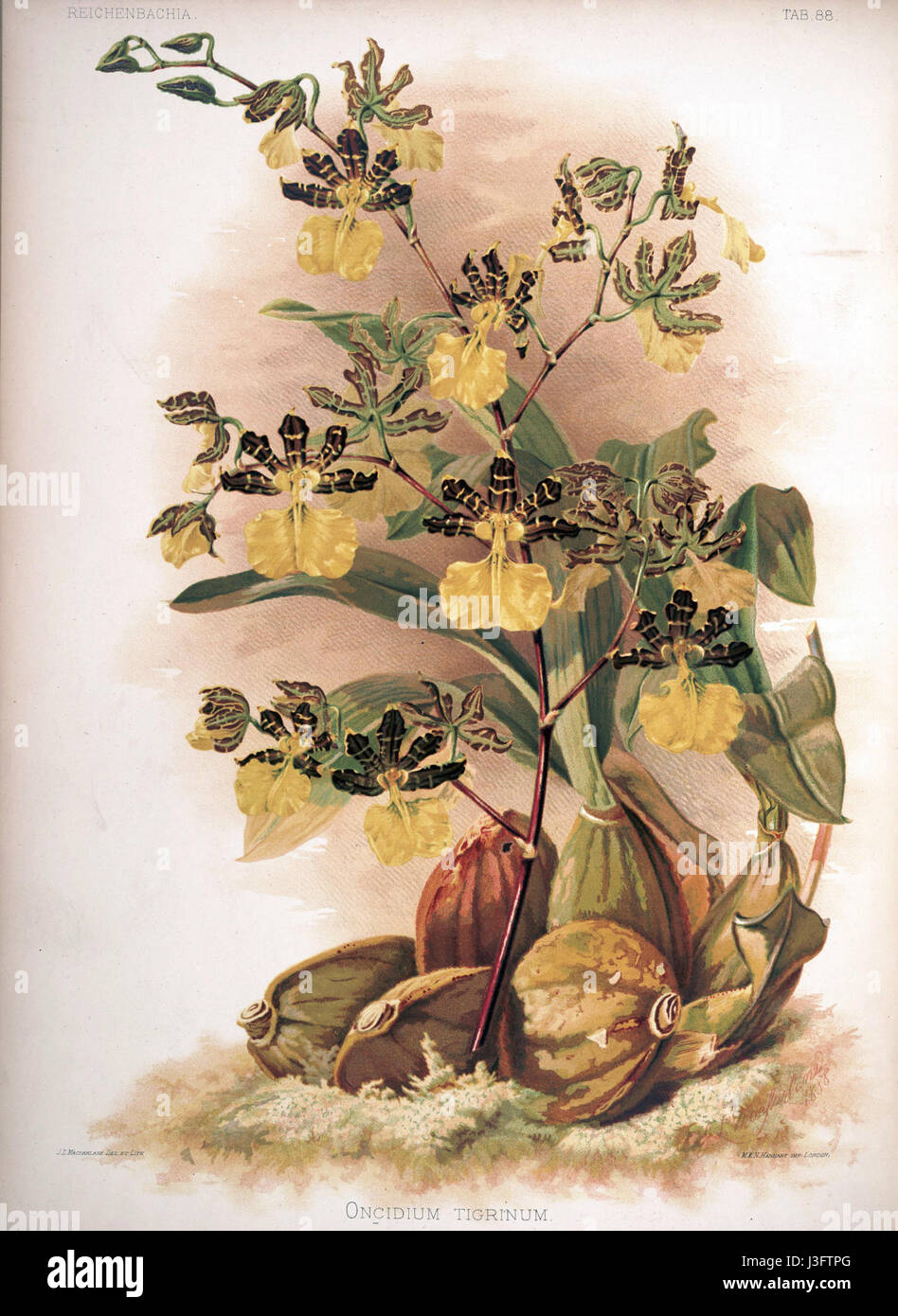 Cette illustration botanique de Frederick Sander représente l'Oncidium tigrinum, une espèce d'orchidée, de 'Reichenbachia II' (1890). Il met en évidence la représentation détaillée et artistique des caractéristiques uniques de la fleur. Banque D'Images