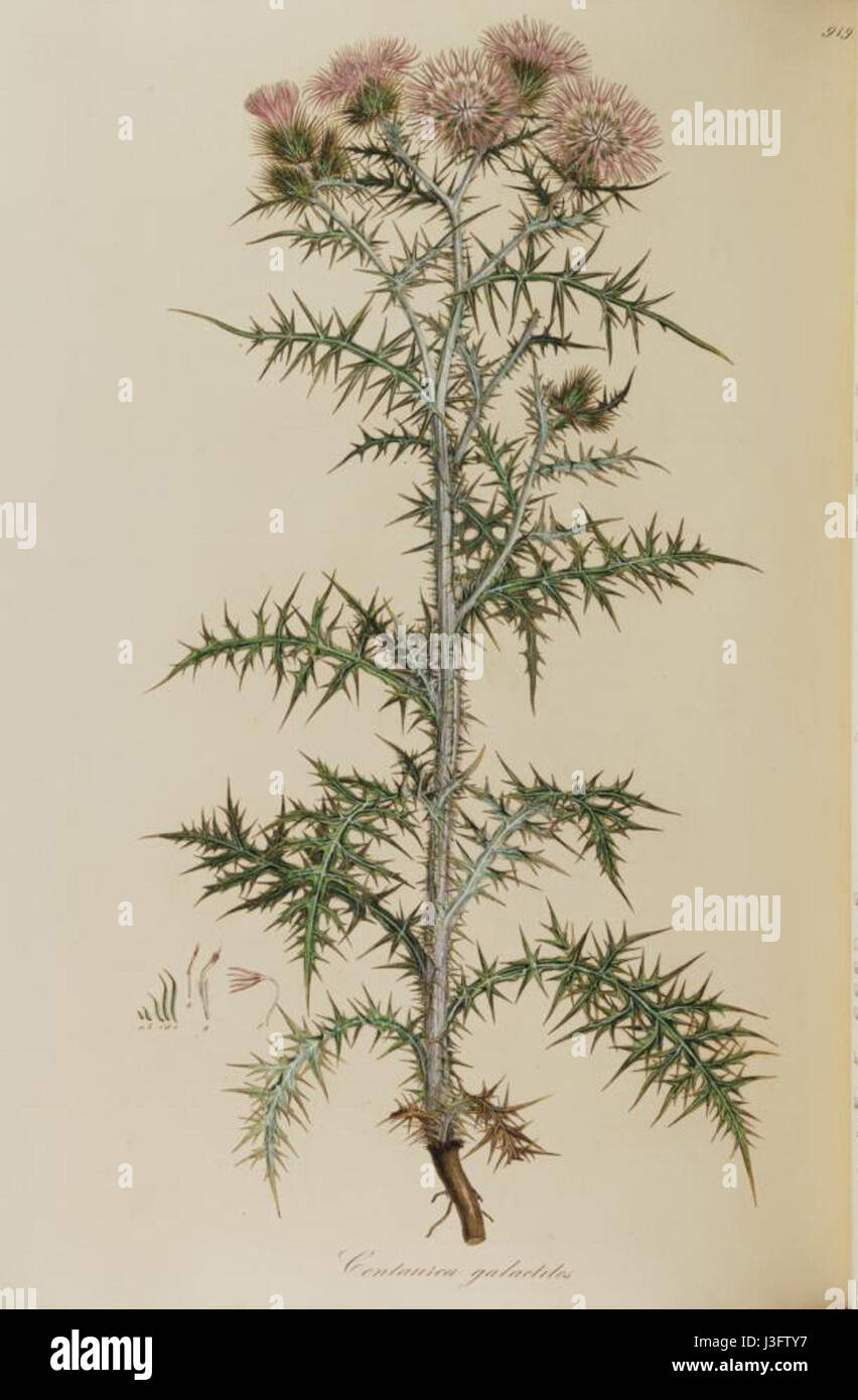 Galactites tomentosa Banque D'Images