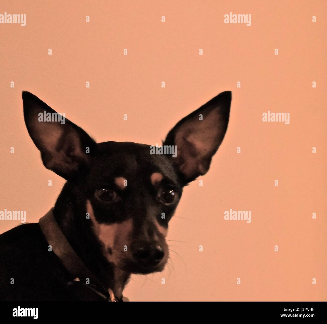 Toutous, animaux domestiques, le meilleur ami de l'homme sont nos plus fidèles compagnons. Banque D'Images