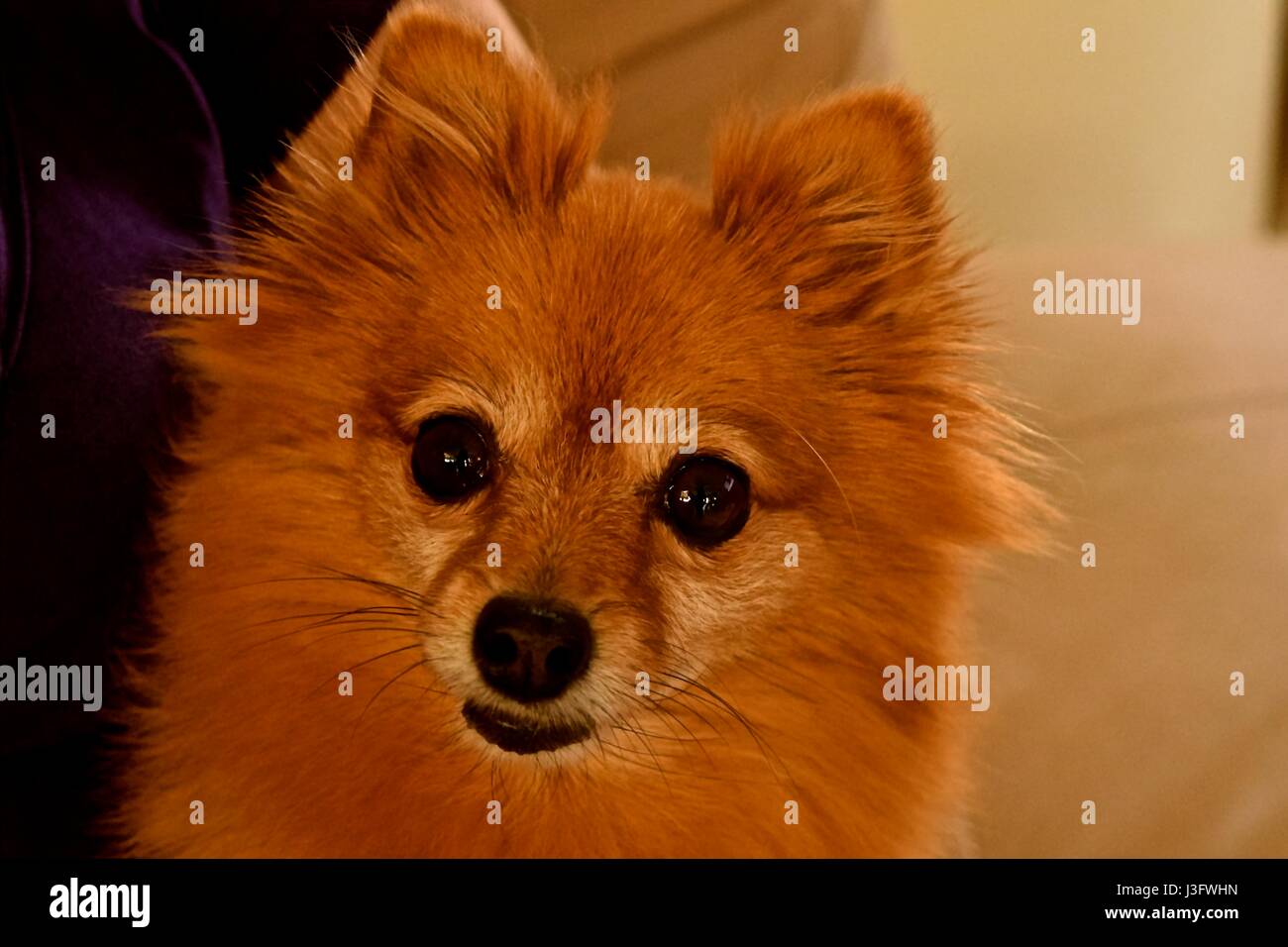 Toutous, animaux domestiques, le meilleur ami de l'homme sont nos plus fidèles compagnons. Banque D'Images