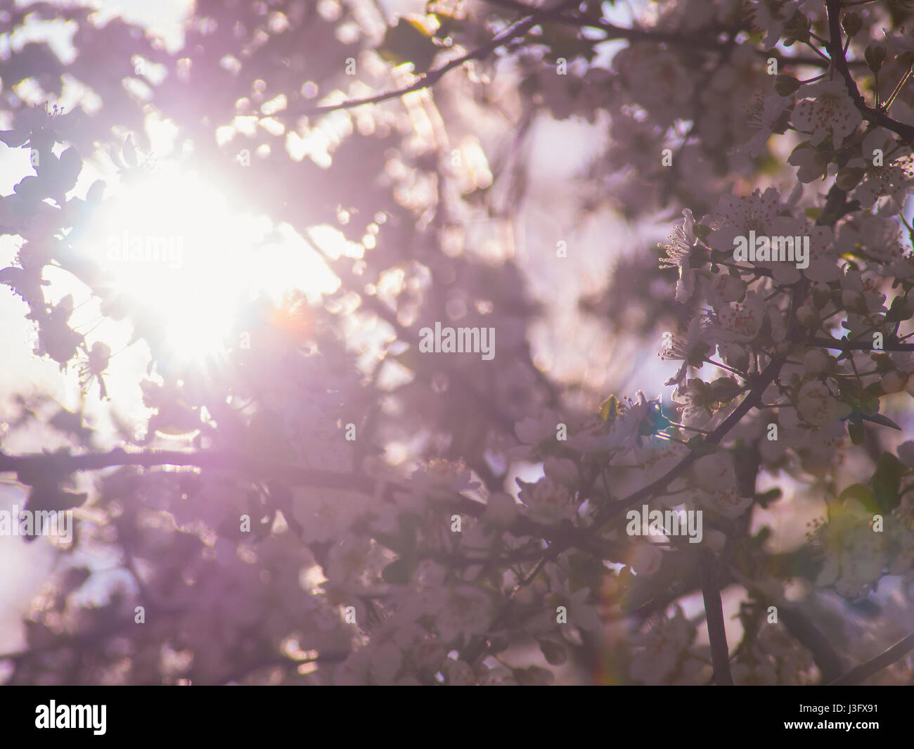 Le soleil brille à travers un arbre en fleurs Banque D'Images