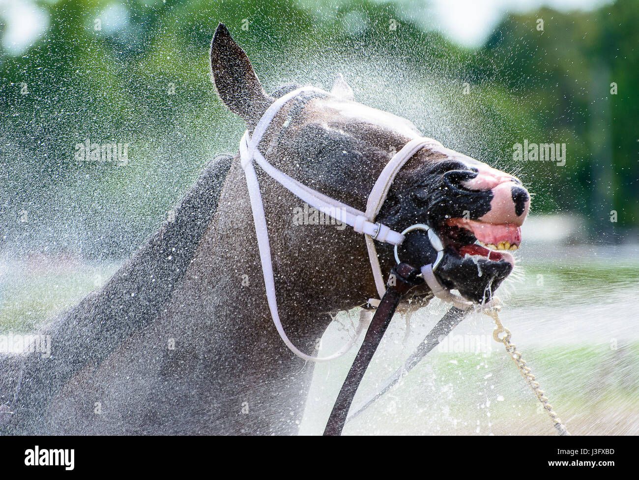 Un cheval de race Thoroughbred obtient un bain après une course Banque D'Images