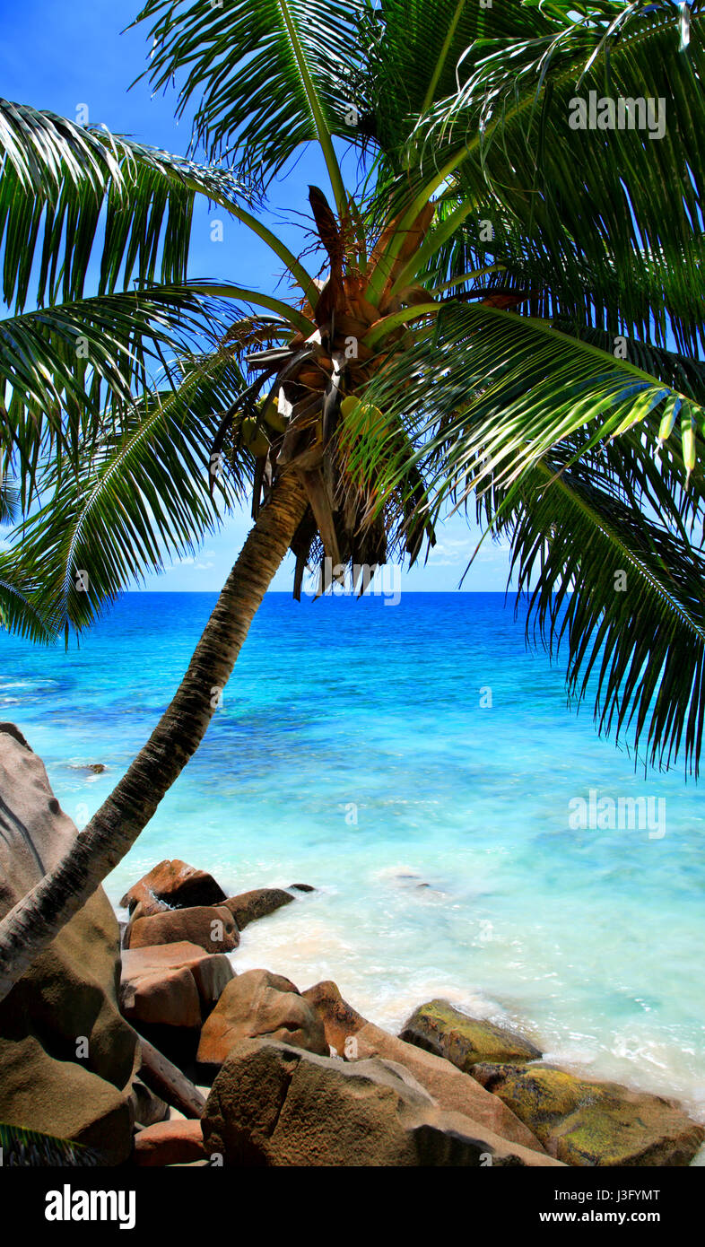 Palm tree at Anse Patates Beach, île de La Digue, de l'Océan Indien, République des Seychelles. Banque D'Images