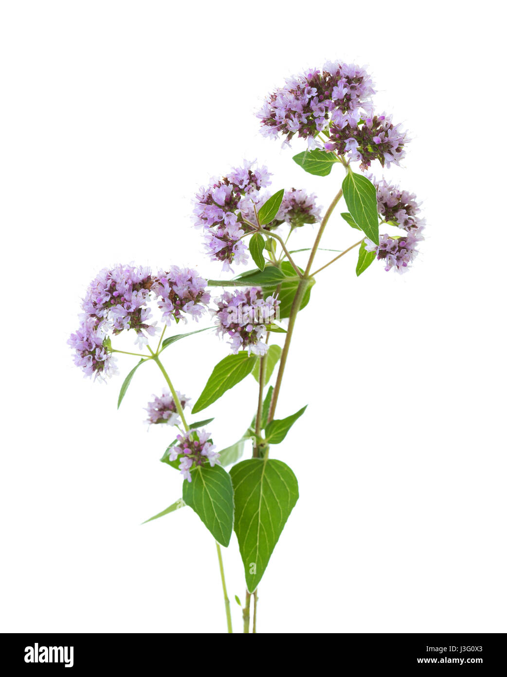 Lot De 3 Plants D'origan (Origanum Vulgare) - Pot 9x9 Cm - Aromatique Résistant à L'hiver