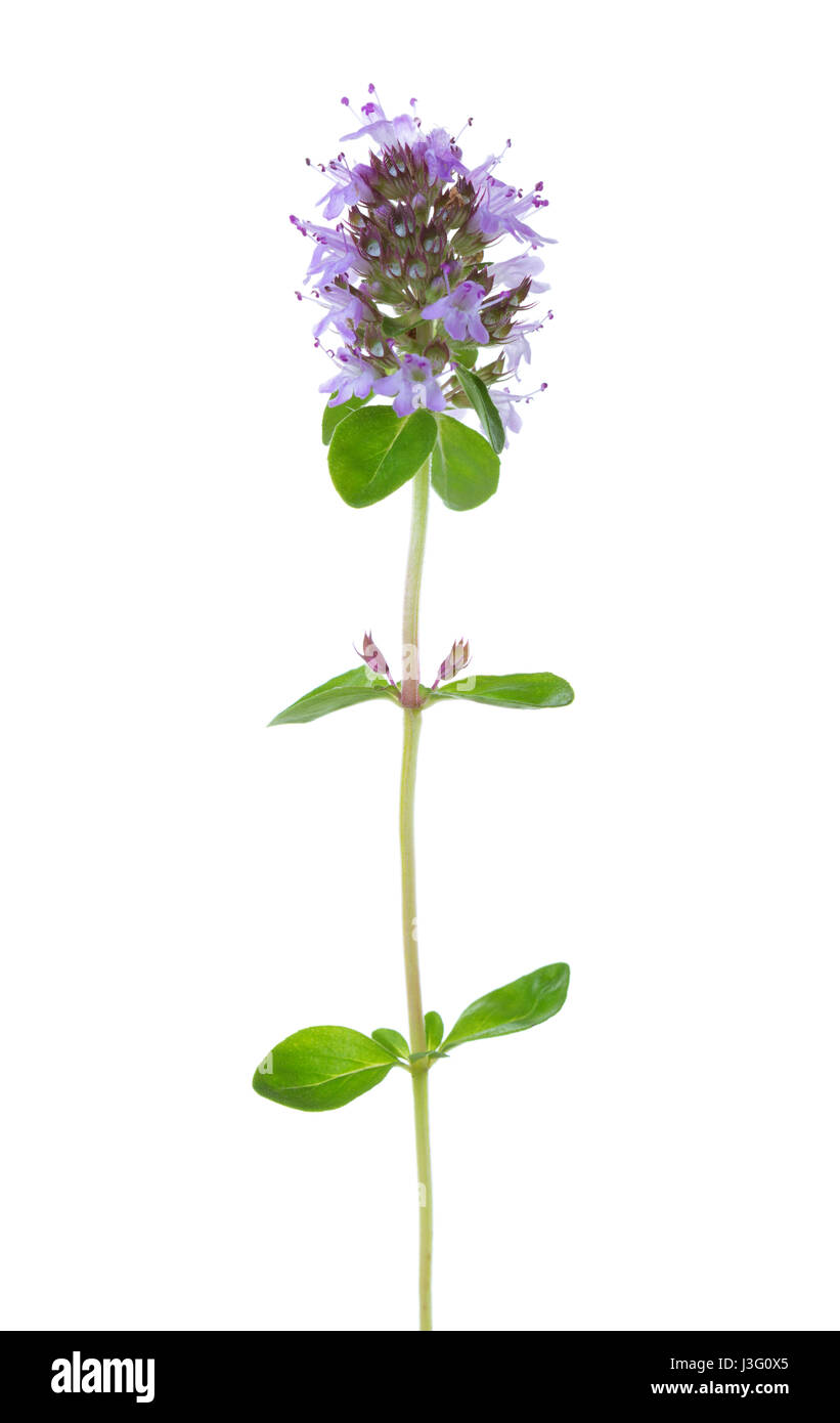 Fleurs de thym (Thymus serpyllum) isolé sur fond blanc Banque D'Images