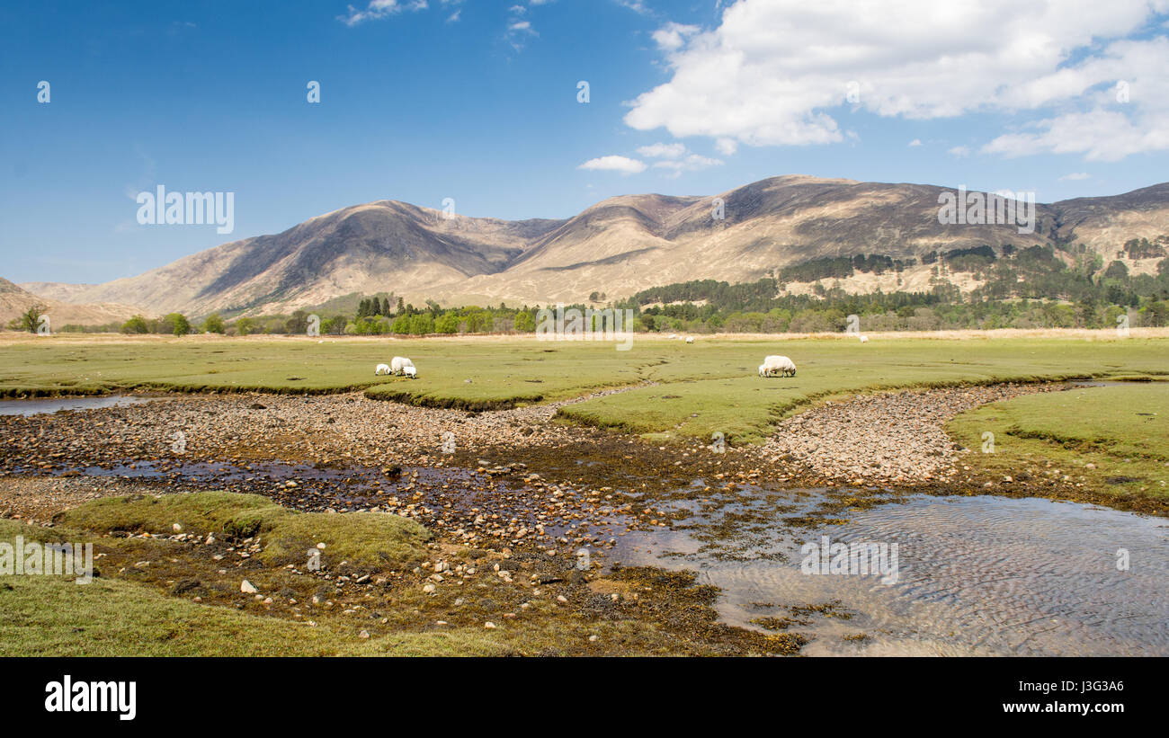 Moutons paissent sur salt marsh dans le cadre d'un décor de montagnes à Inverscaddle Bay sur le Loch Linnhe, dans l'ouest des Highlands d'Écosse. Banque D'Images