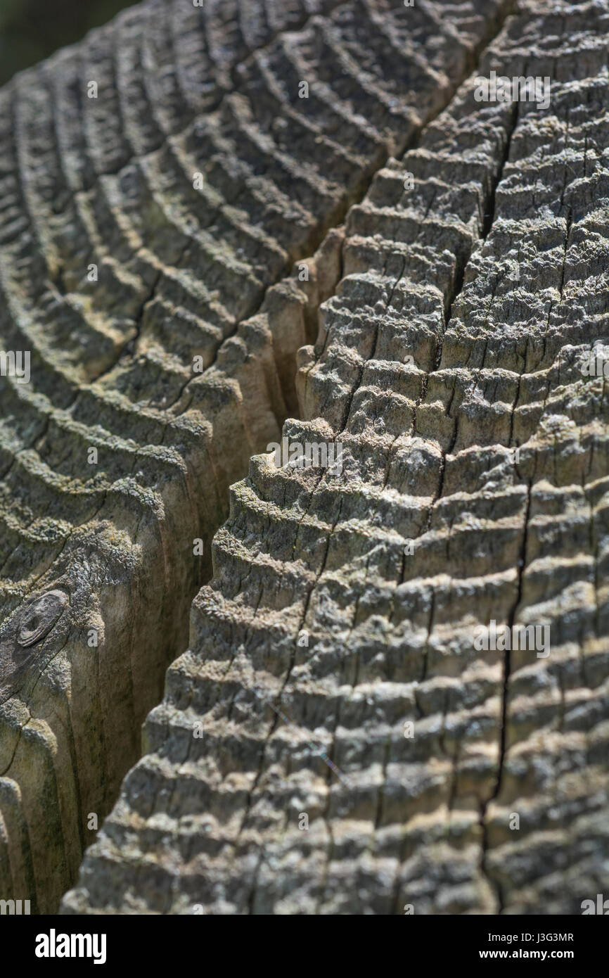 Bagues radiales sur le dessus d'une clôture en bois post. Fissures dans le bois. Banque D'Images