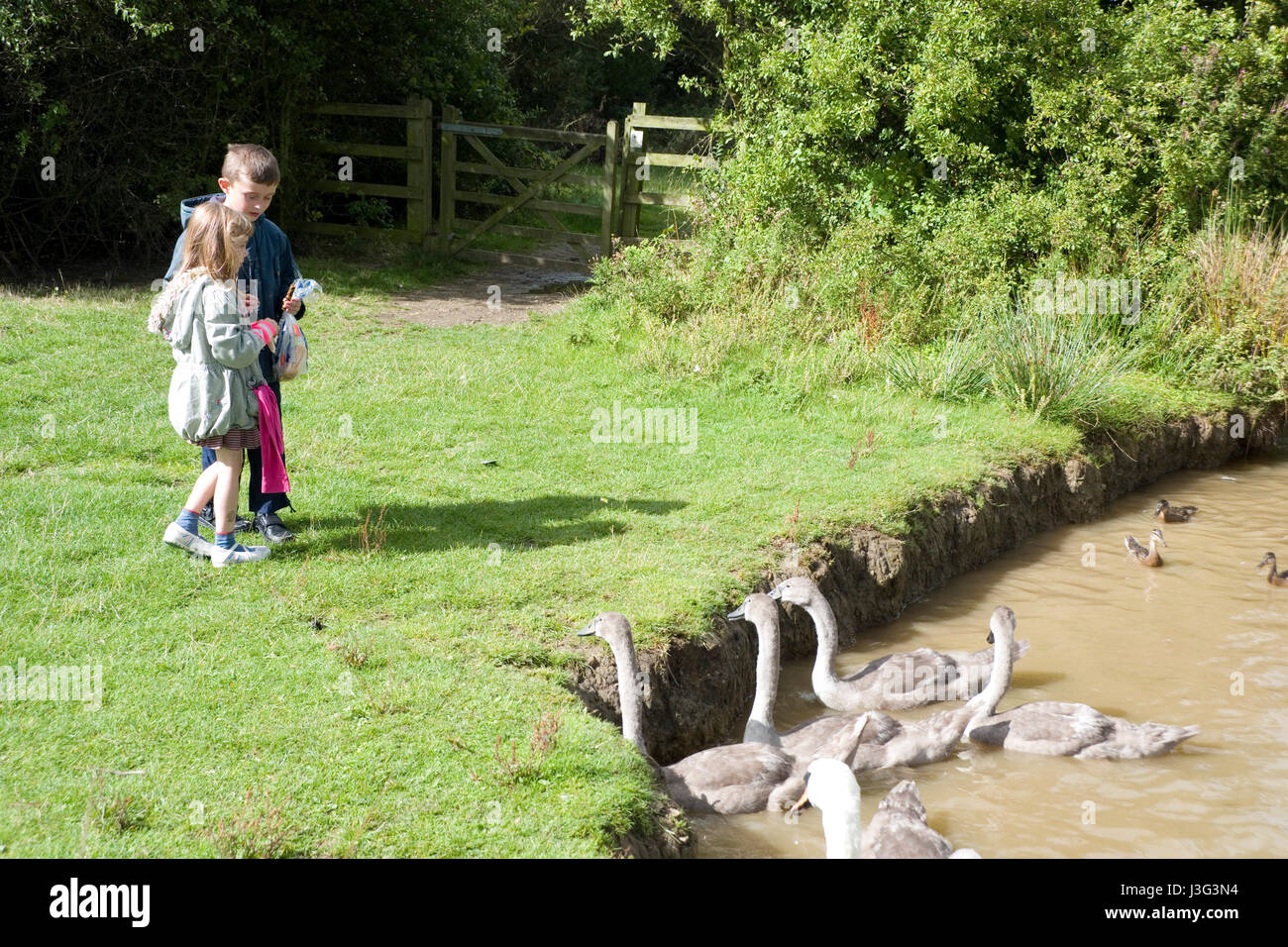 Rotherham, South Yorkshire, UK : nourrir les enfants et swan cygnets au lac le 1er mai à Rother Valley Country Park Banque D'Images