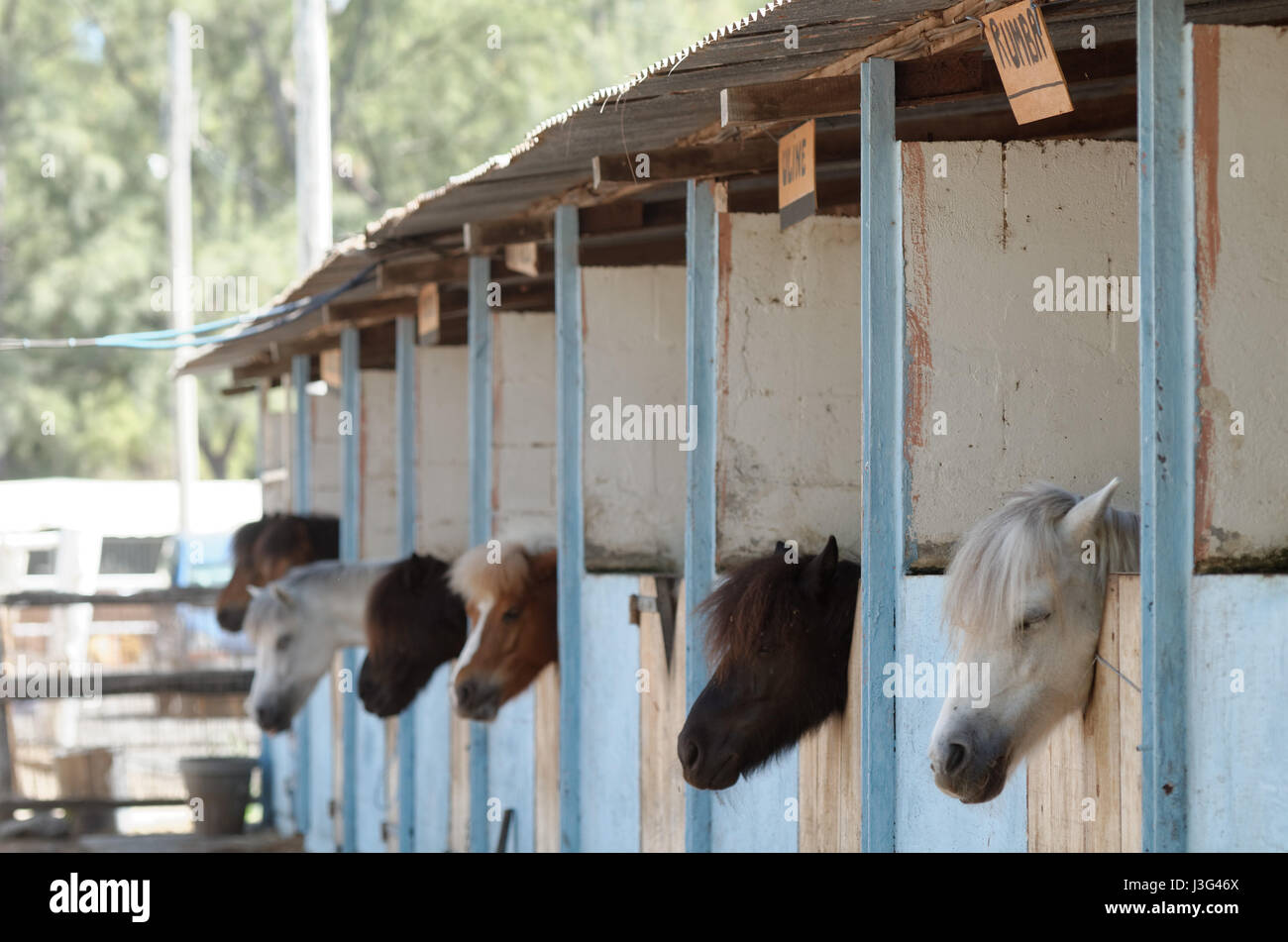 Pony riding stables de l'Ermitage, Saint-Gilles-les-Bains, La Réunion Banque D'Images