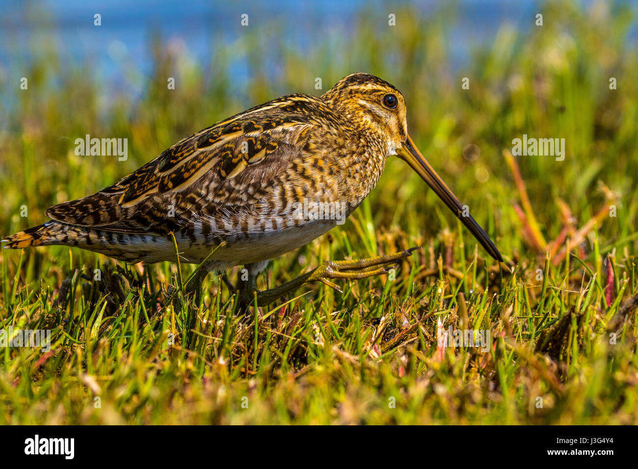 - Snipe Gallinago stenura Banque D'Images
