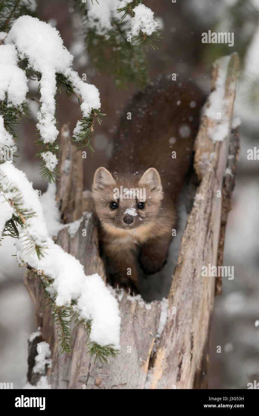 La martre d'Amérique (Martes americana ) en hiver, assis sur une vieille souche d'arbre cassé, regardant attentivement, a l'air drôle avec de la neige sur le nez, USA. Banque D'Images