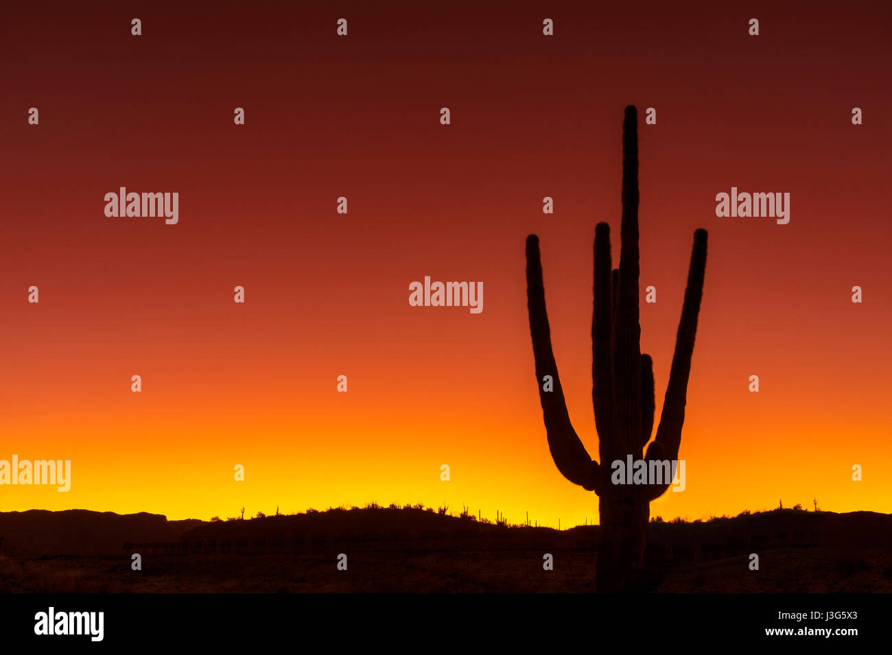 Saguaro Cactus Desert, Arizona USA Banque D'Images
