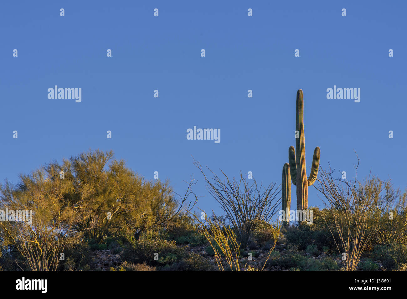 Saguaro Cactus Desert, Arizona USA Banque D'Images