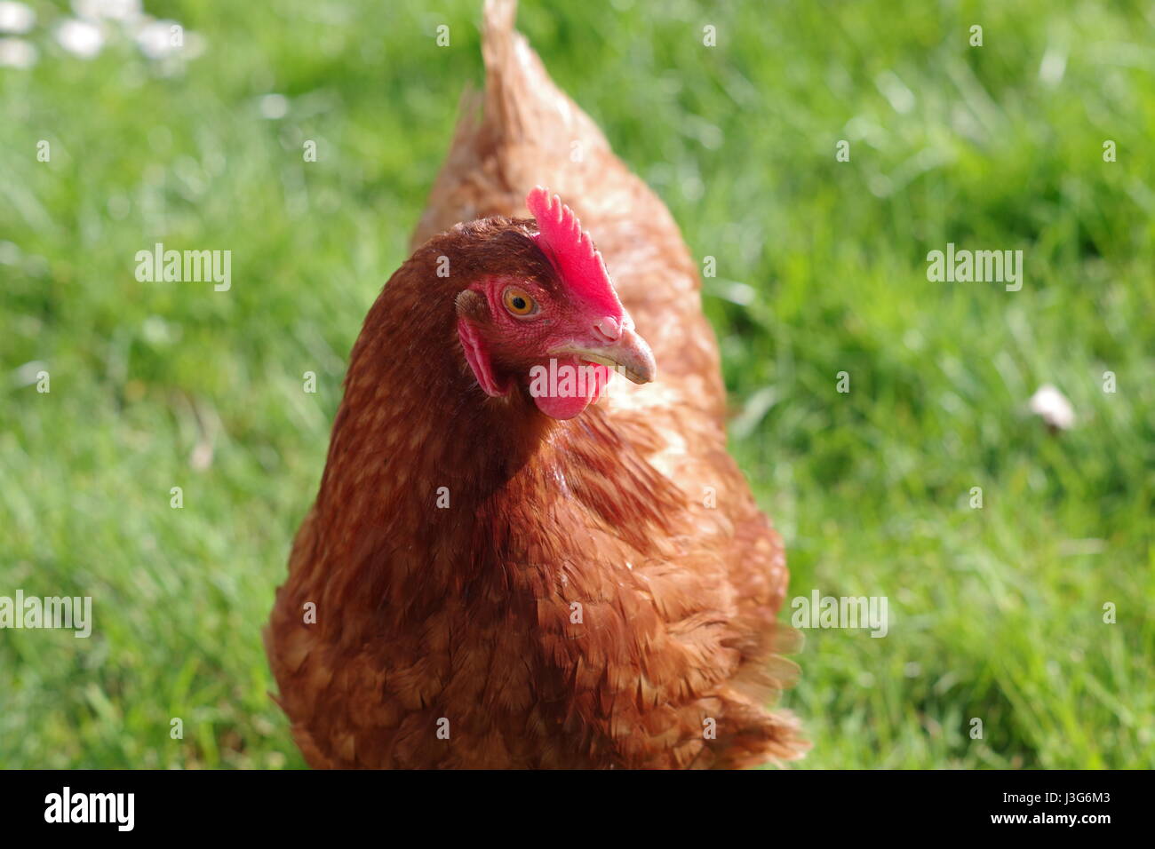 Free Range red hen, à l'extérieur de près, France Banque D'Images