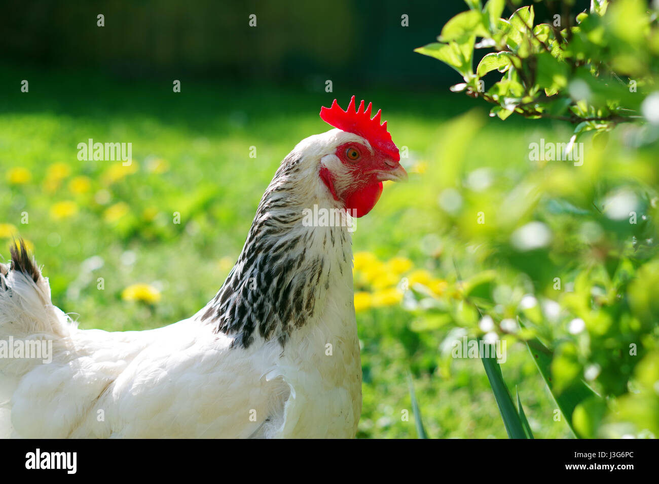 Une poule sussex dans un champ sur une journée ensoleillée. Banque D'Images