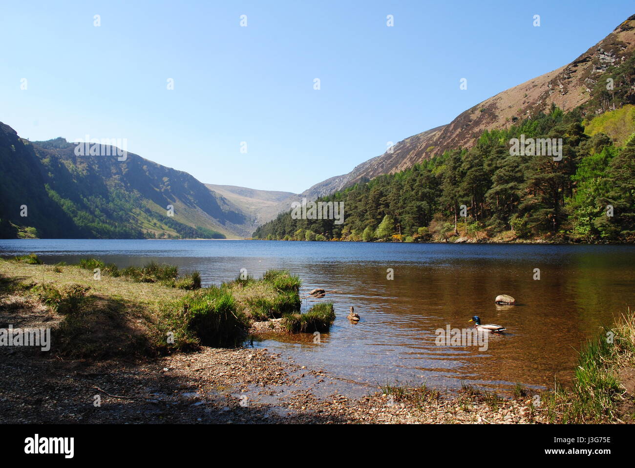 Les paysages naturels à Glendalough Parc National, comté de Wicklow, Irlande Banque D'Images