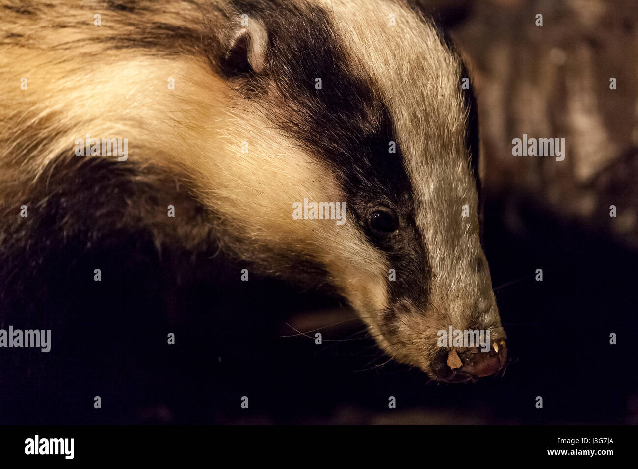 Blaireau dans la nuit dans la forêt Banque D'Images