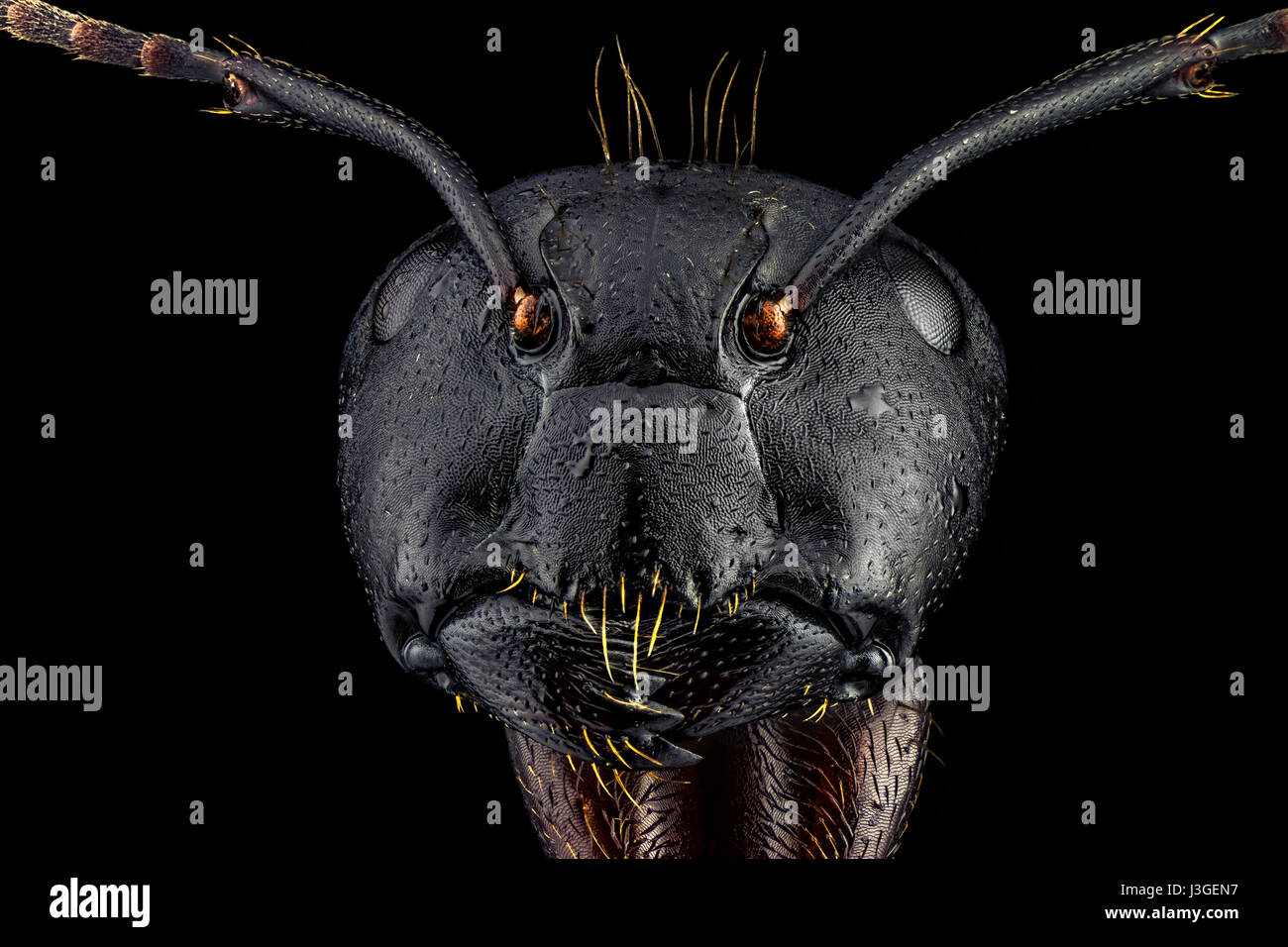 Extreme macro portrait d'une fourmi, précise et détaillée, grossie 4 fois par le biais d'un microscope. Extreme macro portrait d'une fourmi, Sharp et de Banque D'Images