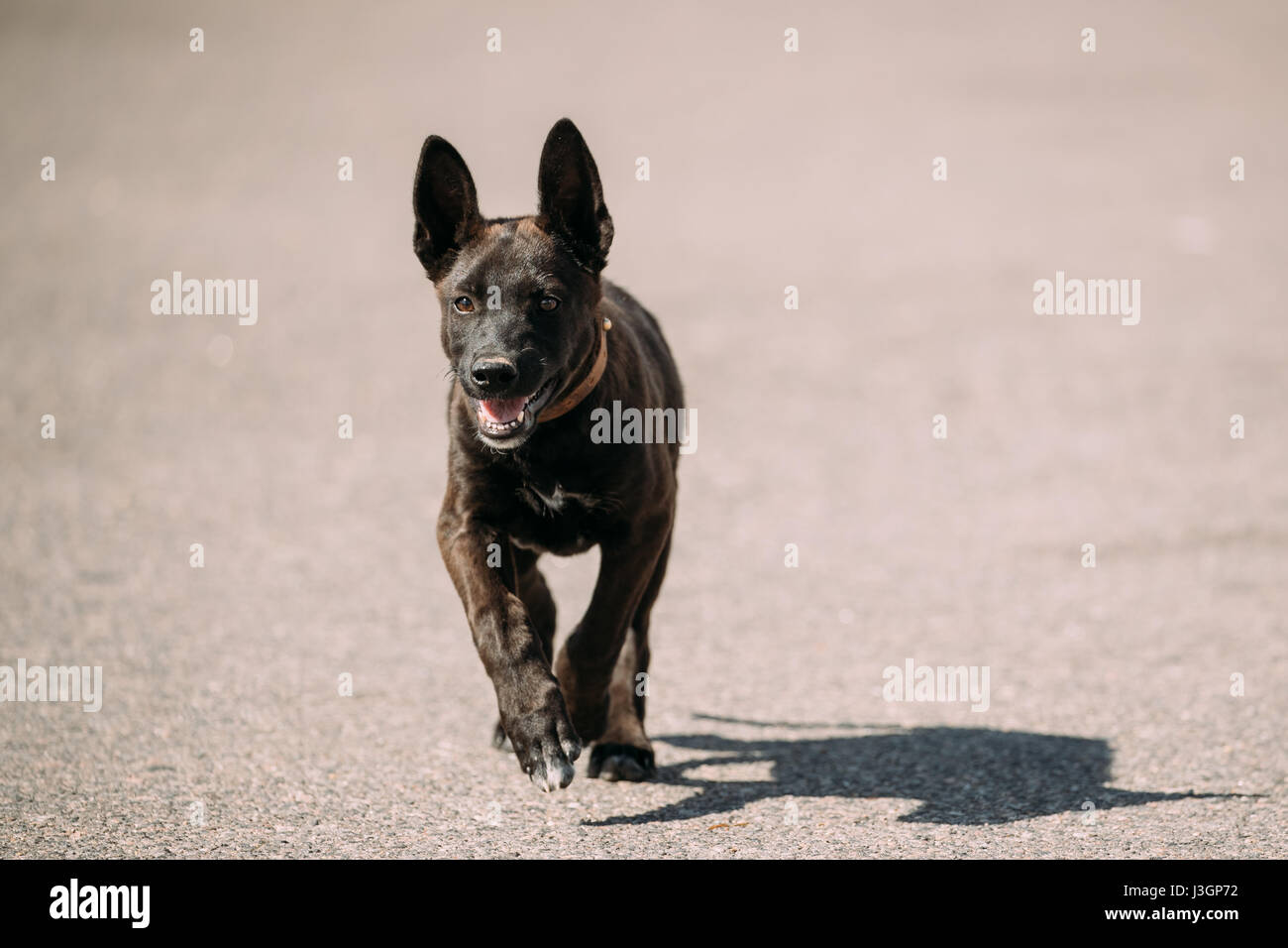 Drôle de petite taille noir Mixed Breed Puppy Dog Running Outdoor Le jour d'été ensoleillé à routier Banque D'Images