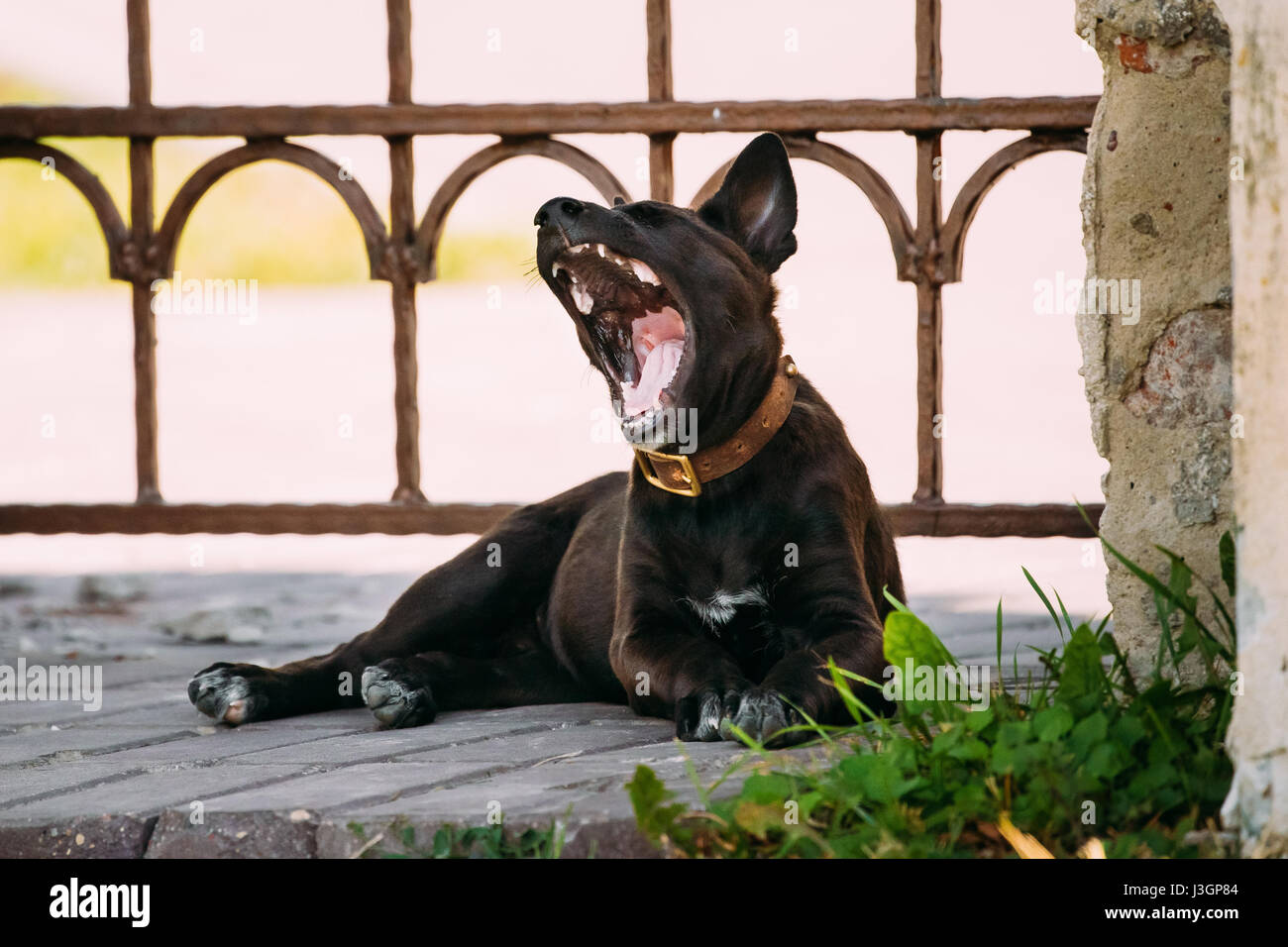 Assez drôle de petite taille noir Mixed Breed Puppy Dog le bâillement Outdoor Banque D'Images