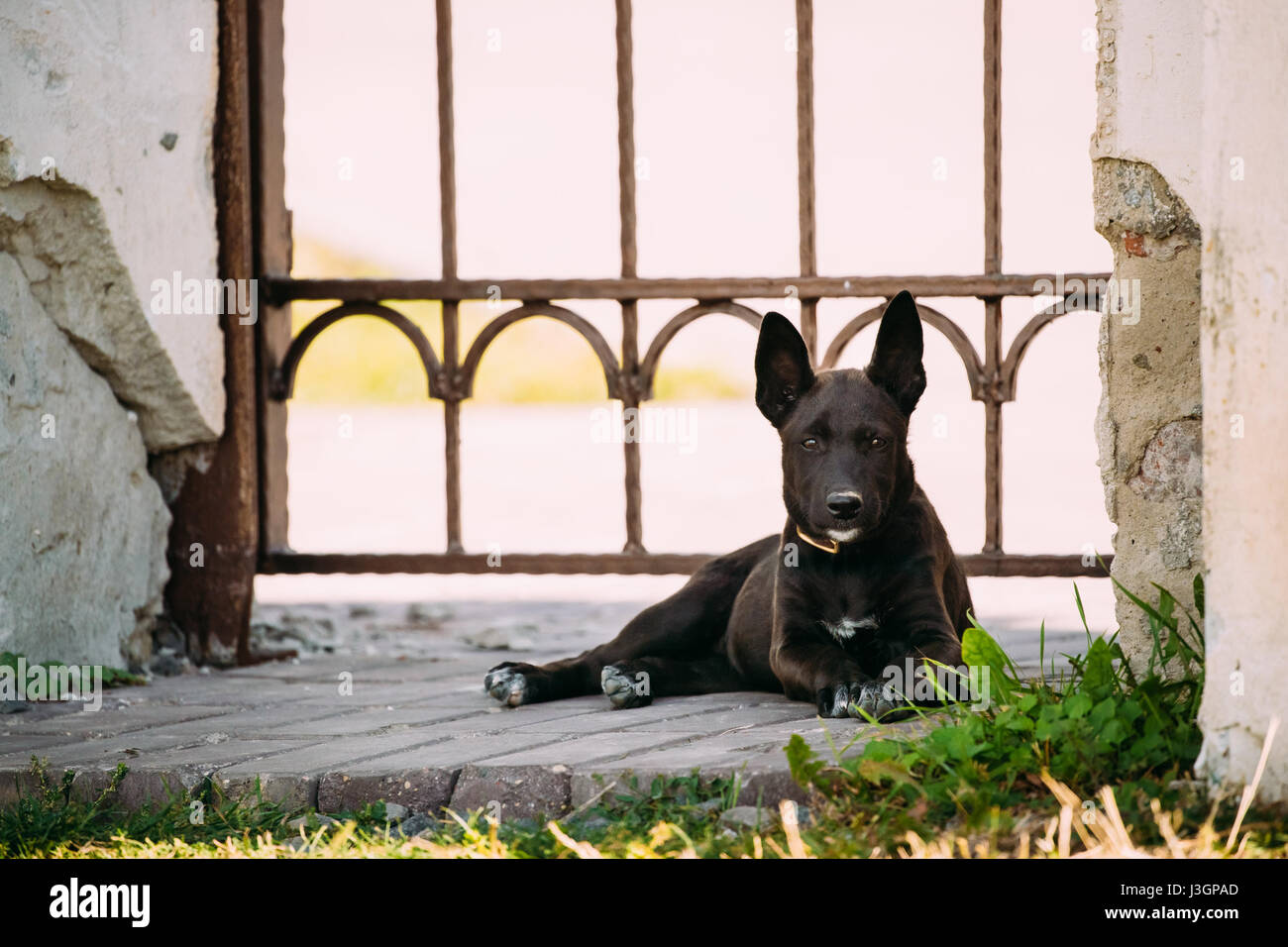 Drôle de petite taille noir Mixed Breed Puppy Dog en plein air de repos à l'ombre du mur de l'ancien bâtiment Banque D'Images