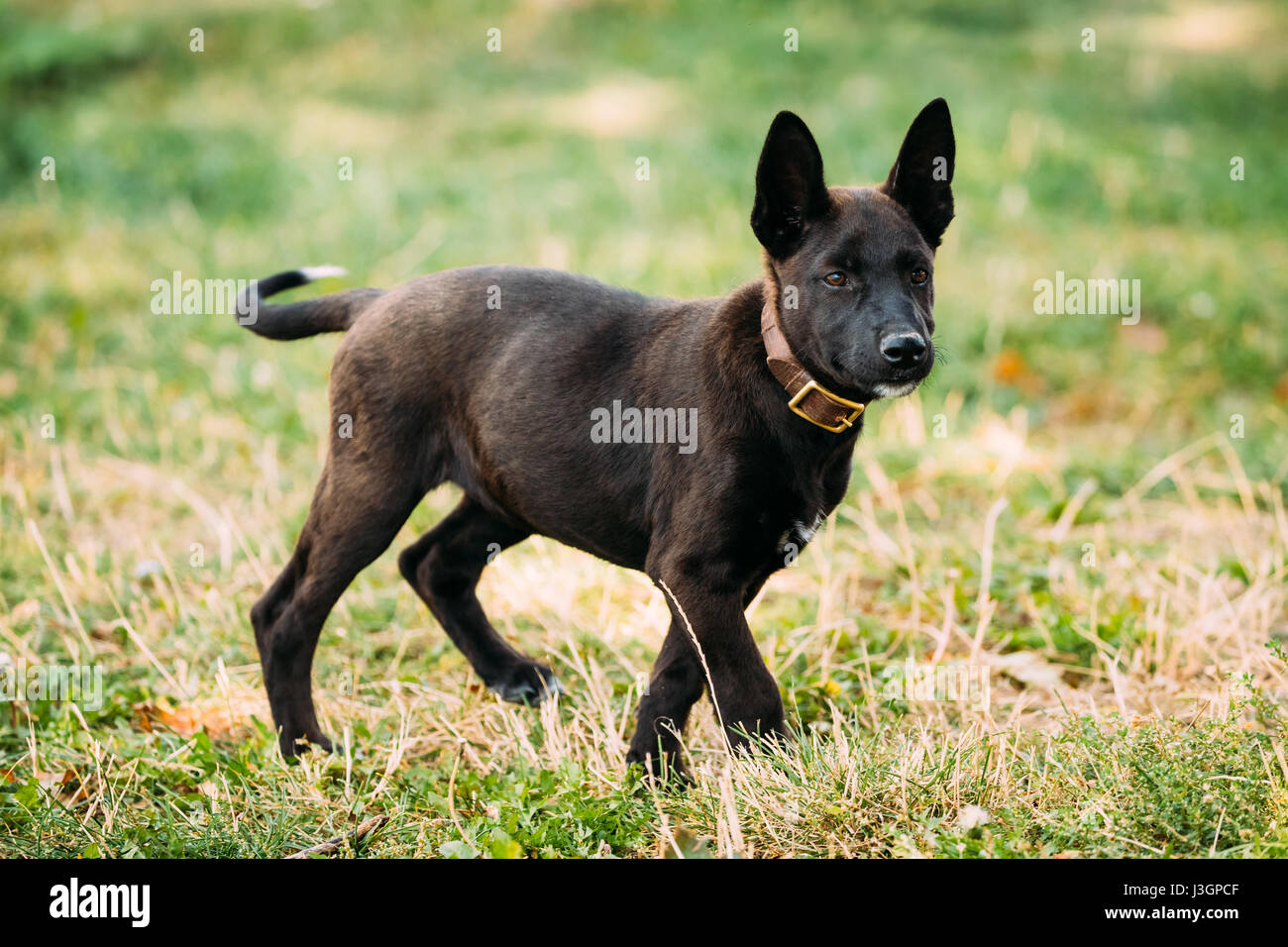 Drôle de petite taille noir Mixed Breed Puppy Dog jouer dehors dans l'herbe verte d'été à Meadow Banque D'Images