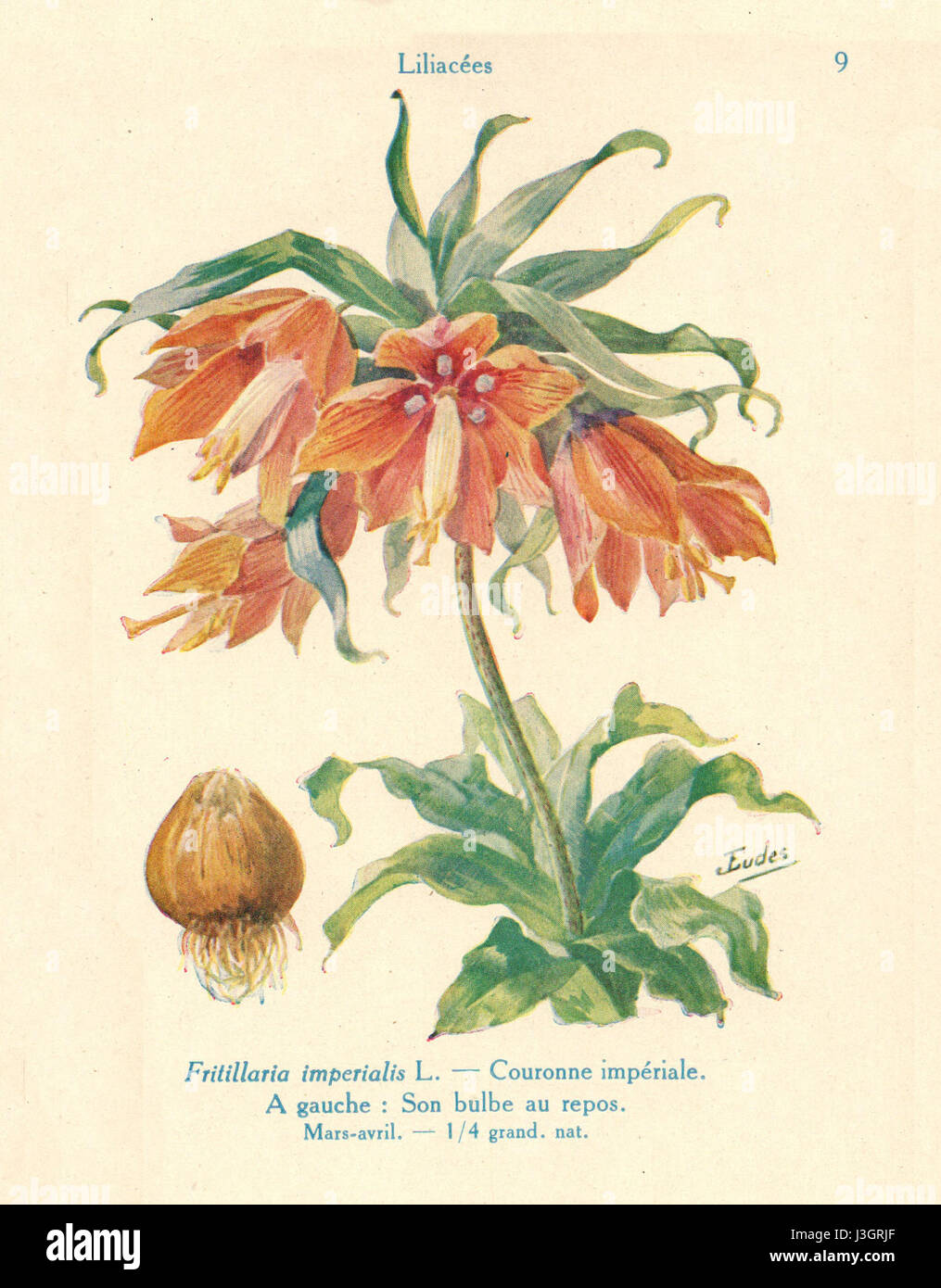 Fritillaire J. Eudes fait référence à l'étude botanique d'une espèce spécifique de fleur, la Fritillaria. Connue pour ses fleurs distinctives en forme de cloche, l'espèce Fritillaria est importante à la fois dans l'horticulture et les utilisations médicinales, en particulier dans les cultures orientales. Banque D'Images