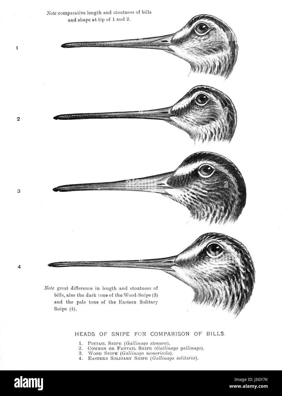 Ce titre fait probablement référence à une œuvre photographique ou illustrative représentant divers gibier à plumes originaires de l'Inde, peut-être partie d'une série. Ces travaux fournissent une documentation visuelle de la faune aviaire diversifiée de l'Inde, mettant en évidence les espèces indigènes du sous-continent. Banque D'Images