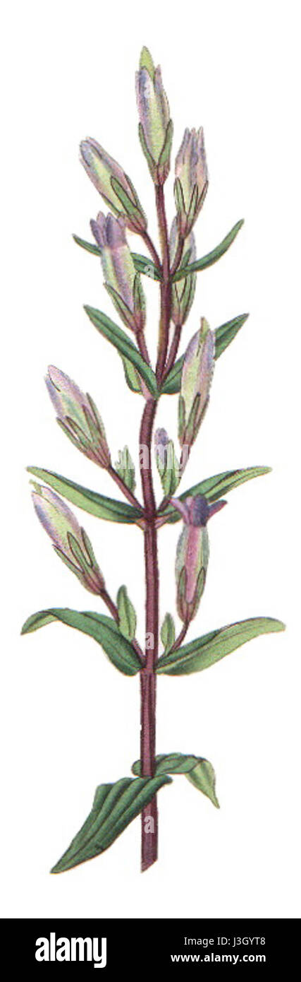 Gentianella amarella, communément appelée gentiane d'automne, est une espèce végétale de la famille des Gentianaceae, souvent étudiée en entomologie britannique pour son rôle dans l'écosystème local et ses interactions avec les pollinisateurs. Banque D'Images Gentianella amarella, communément appelée gentiane d'automne, est une espèce végétale de la famille des Gentianaceae, souvent étudiée en entomologie britannique pour son rôle dans l'écosystème local et ses interactions avec les pollinisateurs. Banque D'Images