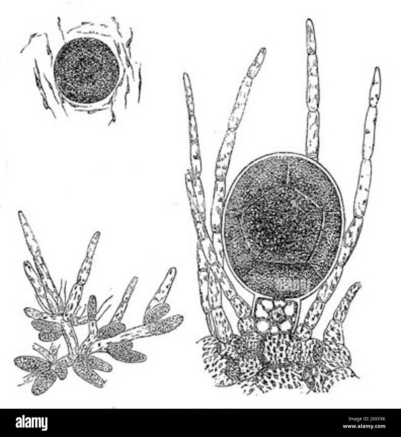 Fucus vesiculosus, communément appelé bladderwrack, est une espèce d'algues brunes. L’image se concentre sur les détails de sa morphologie, comme les vessies d’air qui l’aident à flotter dans l’eau, importantes pour sa survie dans les environnements côtiers. Banque D'Images