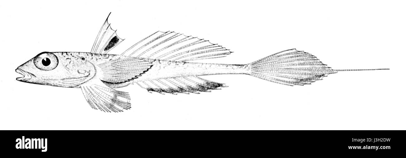 Foetorepus ) Banque D'Images