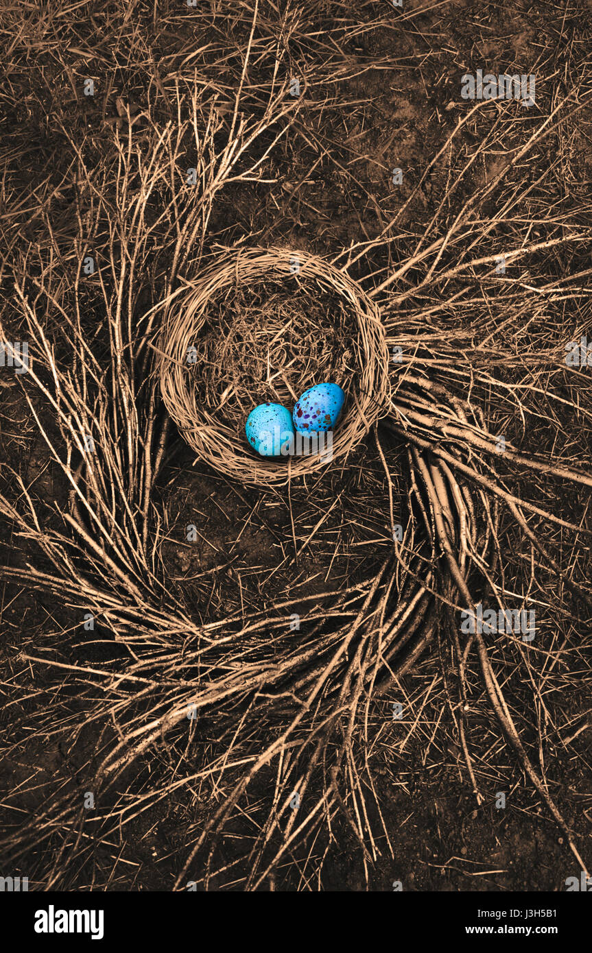 Robin's Nest d'oiseaux sur le sol avec spirale de brindilles et les oeufs de l'oiseau bleu Banque D'Images