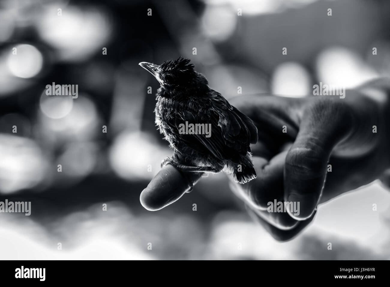 Bebe Oiseau Pose Sur La Main De L Homme Regardant Pour Sa Mere Photo Stock Alamy